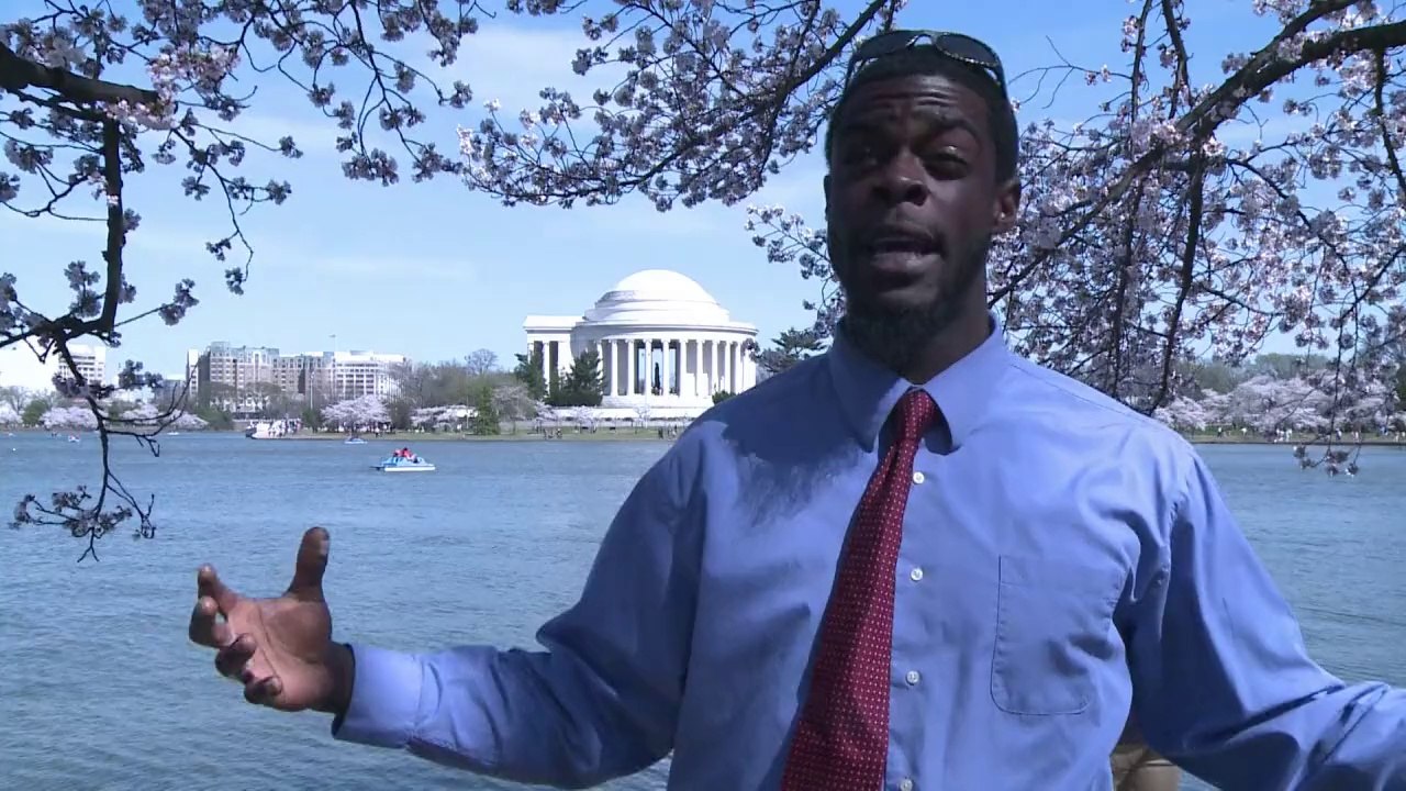 Aufatmen nach dem "monsterwinter": kirschblüte in washington