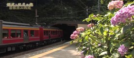 あじさい電車で行く箱根登山鉄道
