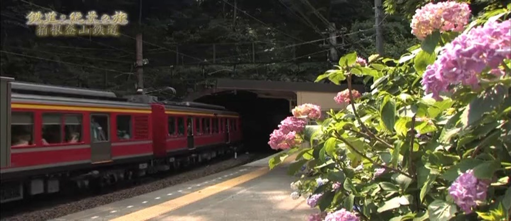 あじさい電車で行く箱根登山鉄道