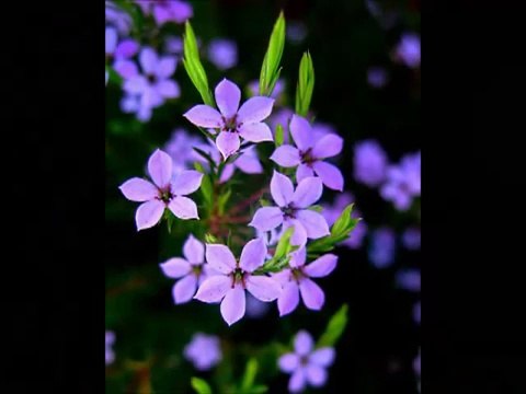 Bahâr oldu yine açıldı güller... Elif Ömürlü Uyar-Vasfi Emre Ömürlü