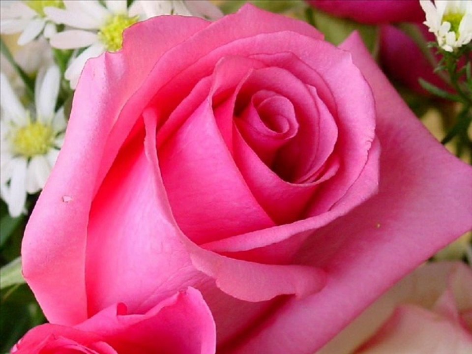 Ağlama gülüm Ahmet kaya