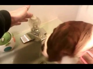 musluğu açıp su içen köpek