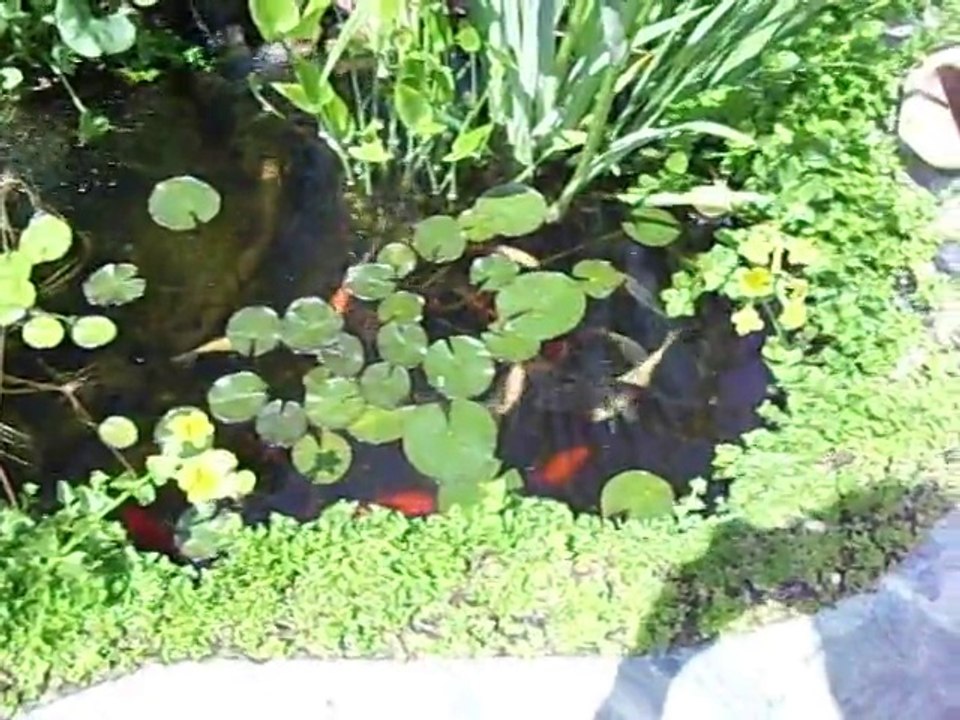 mes poissons