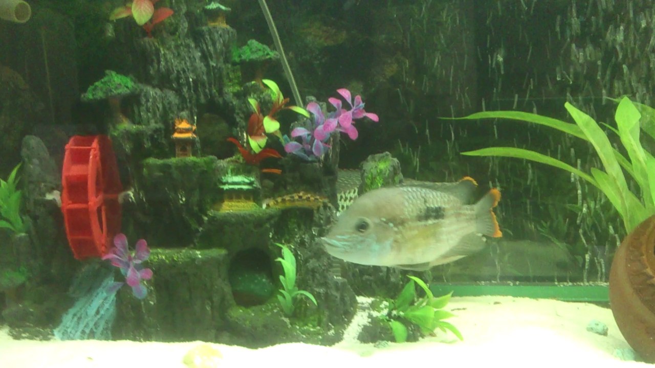 KOCA YUSUF VE CARİYELERİ(green terror)