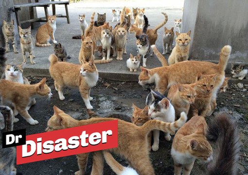 La fabuleuse île aux chats au Japon / Dr Disaster