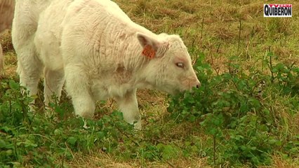 Belle-Île-en-Mer  |  Les Vaches Belliloises | Belle-Île Télévision  TVBI