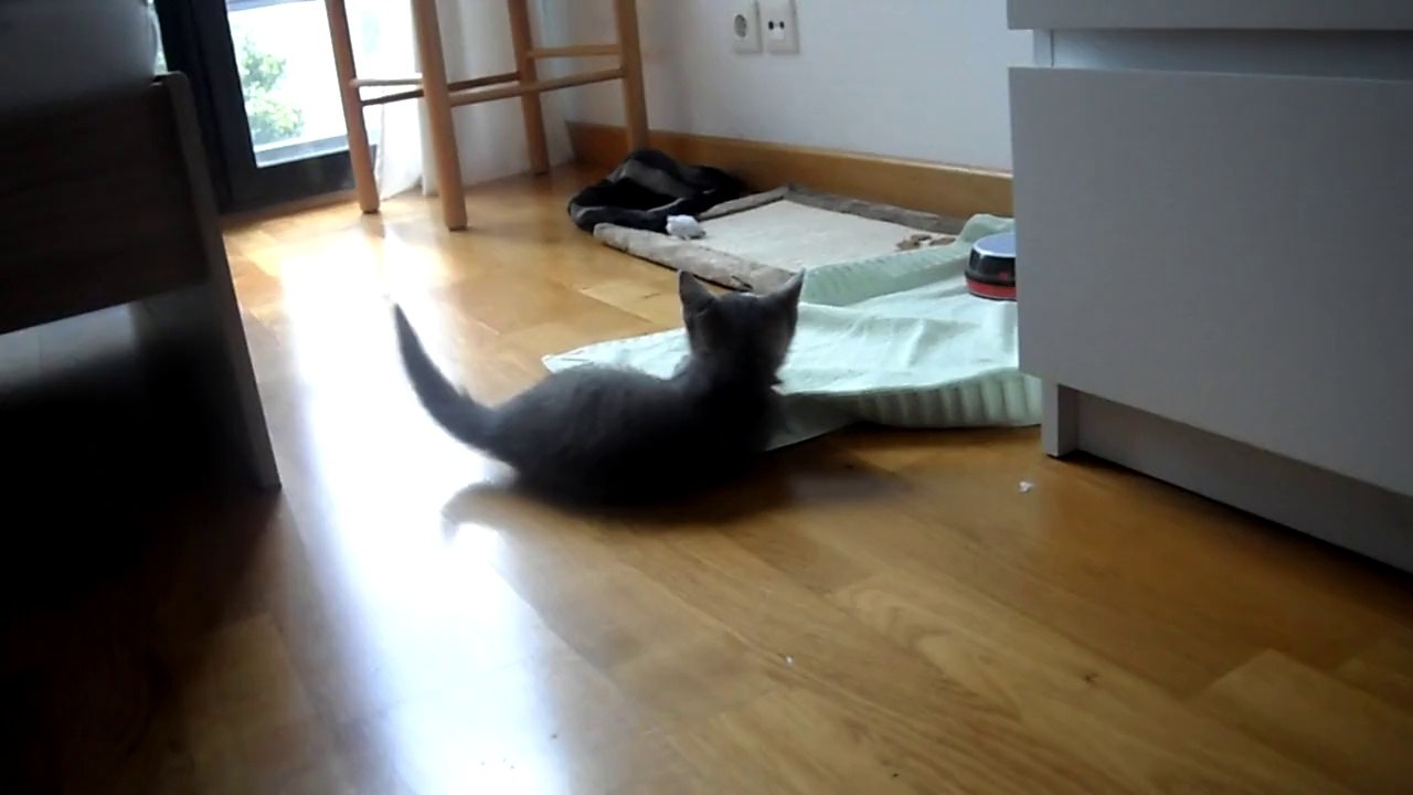 chaton-Mallorca 30/05/2014