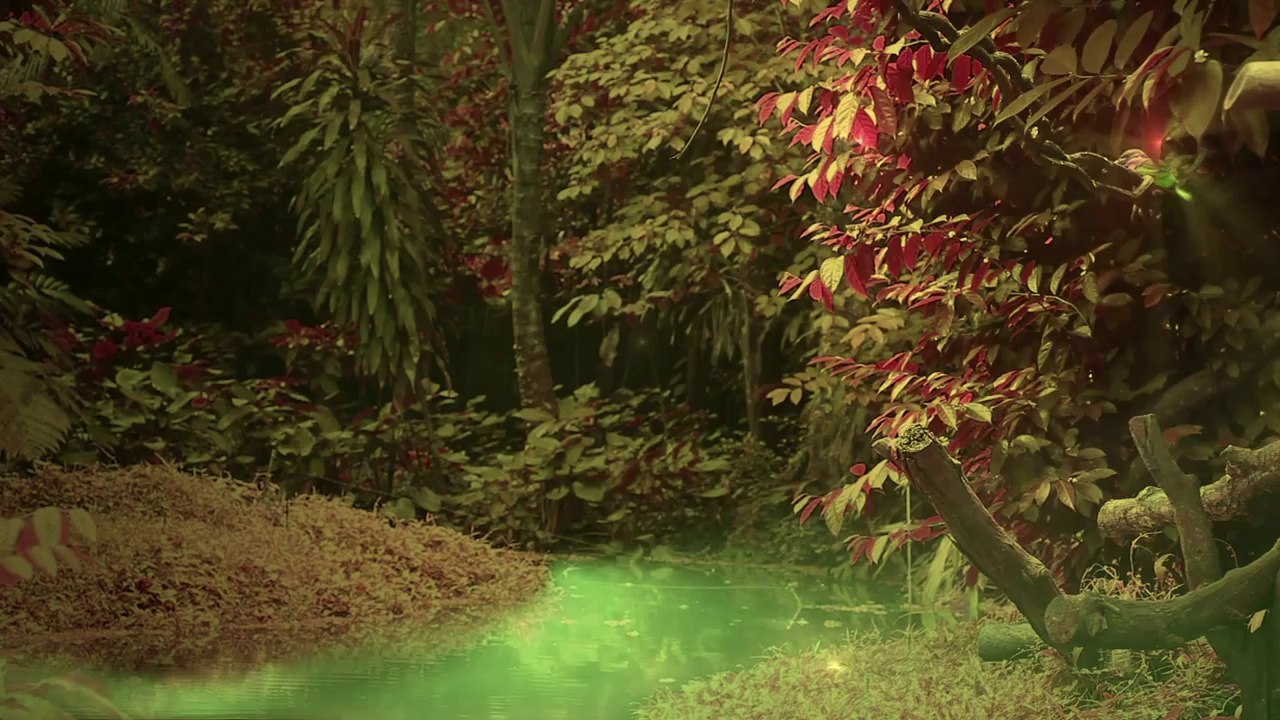 Hypnotic Soundscapes -- Forest Deeps Soundscape