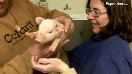 Darrel Burt - Eleveur de porcs