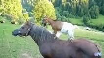 GOATS RIDES HORSES