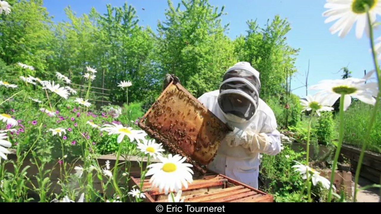 Paris, petit paradis des abeilles