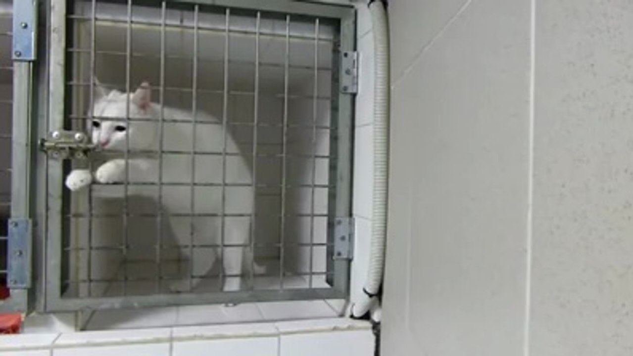 KITTY ESCAPE