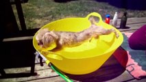 Bath time for our dogs : Hilarious pet Compilation