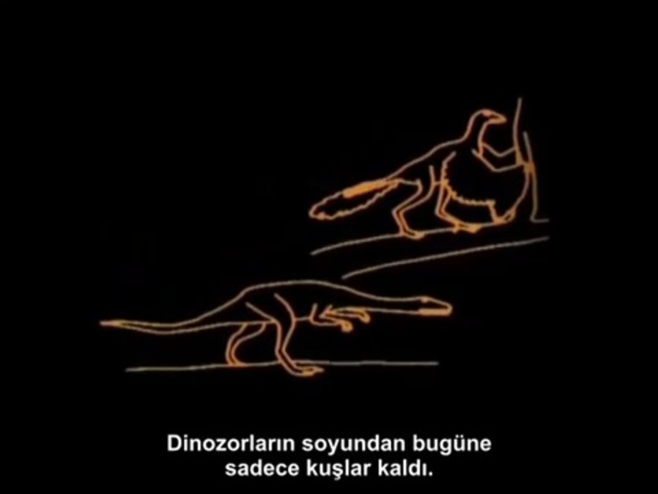 Carl Sagan'dan İnsan Evrimi Üzerinde