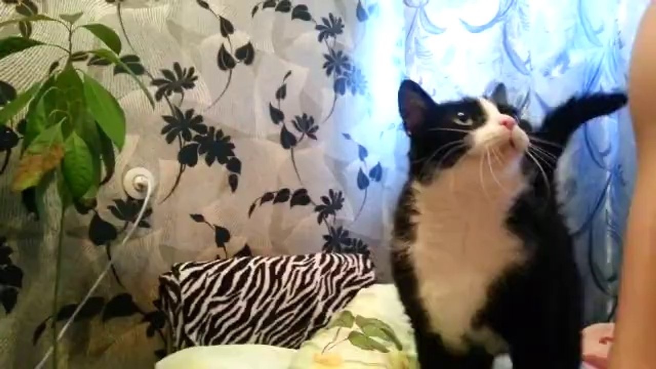 Sevgisiz Kalamayan Kedi
