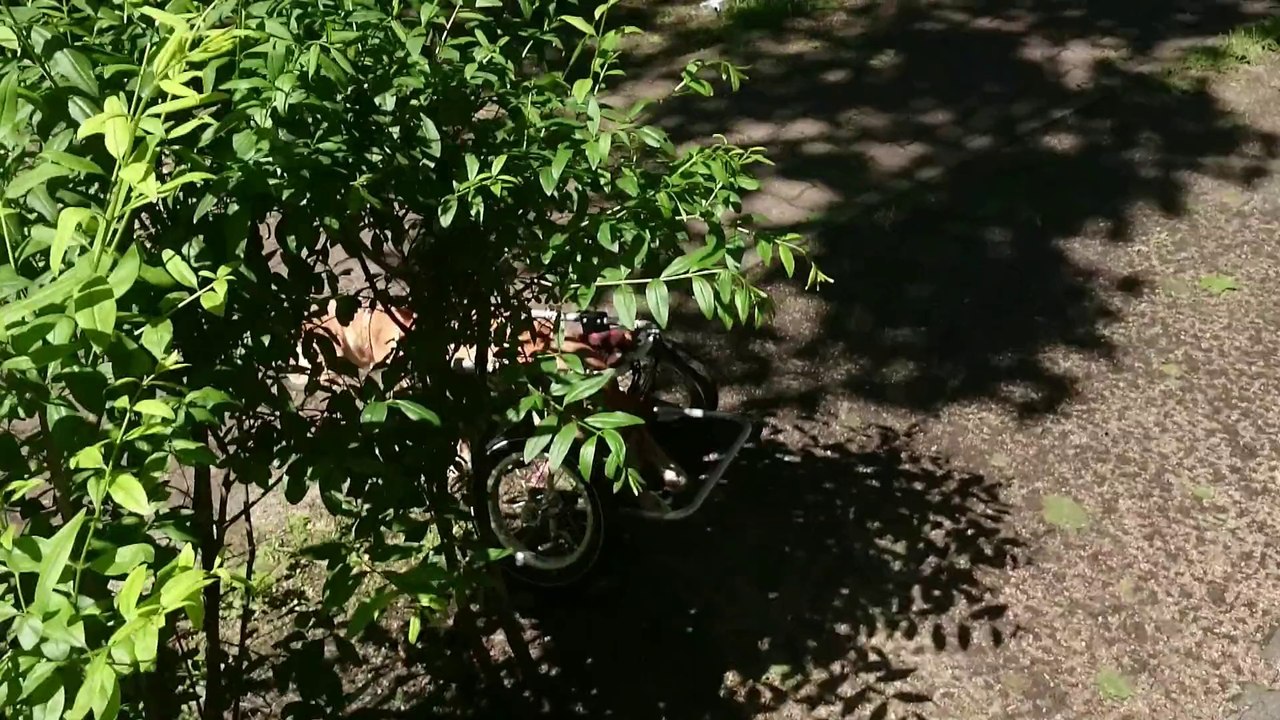 der neue Hunderolli..