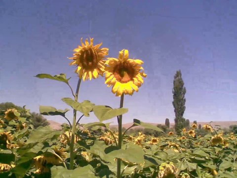 3-Höbek Köyü,Kocasinan-Kayseri-Geleneksel pilav şenlikleri,