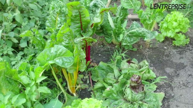 1 min 1 idée : Urbagri, Mon entreprise d'agriculture urbaine