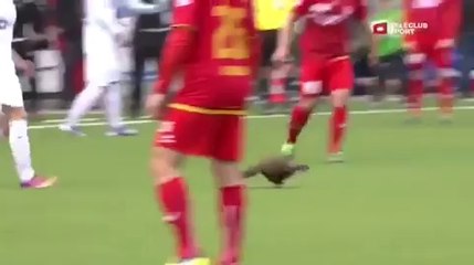 Une fouine interrompe un match de foot
