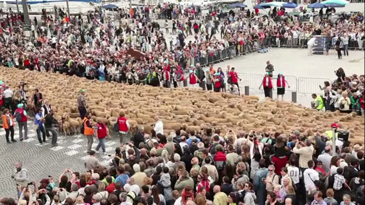 Des milliers d'animaux sur le port de Marseille