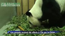 Les premiers jours du bébé panda né en captivité