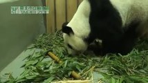 Un bébé panda au zoo de Taipei
