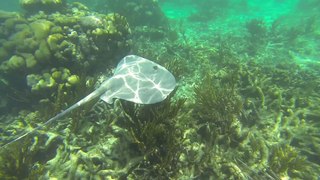 Snorkel with turtles in Akumal Bay Riviera Maya Mexico