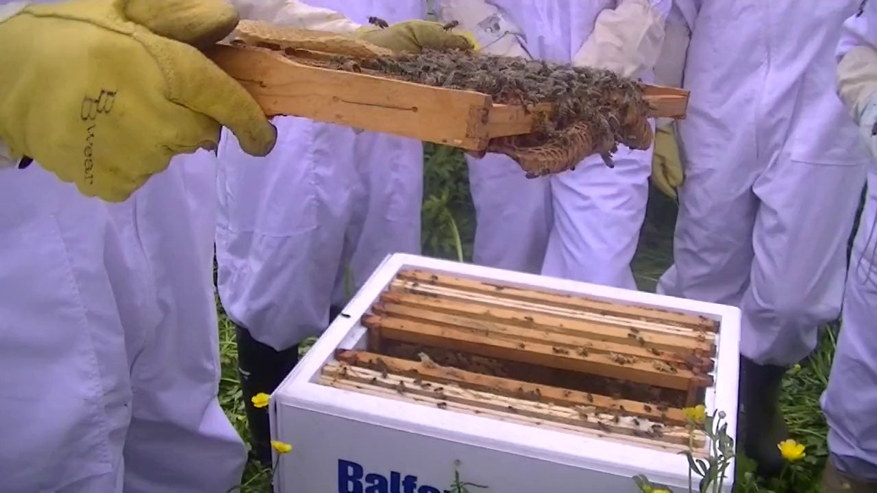 Plan Bee TV - News 31/05/14