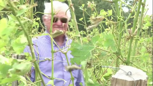 Tempête: le vignoble bordelais fait ses comptes