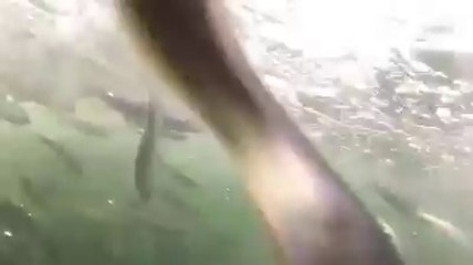 Des nageurs ont failli être mangés par des baleines