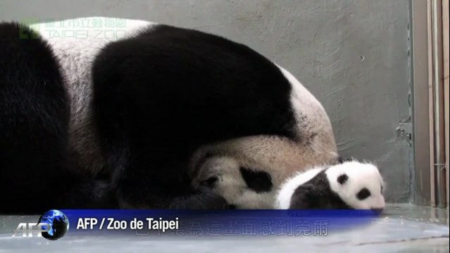 Taiwan: quand bébé panda rencontre maman panda