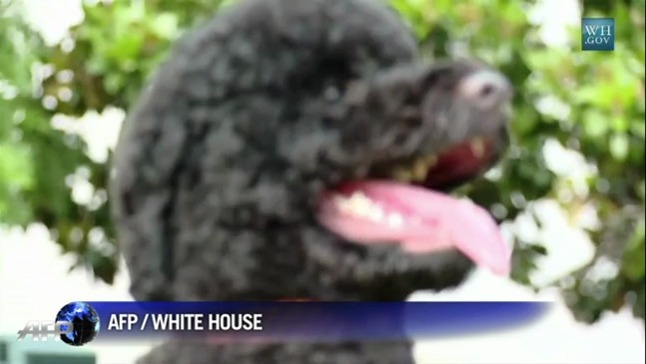 Sunny, nouvelle amie à quatre pattes de la Maison Blanche