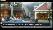 Un ours surprend les passants dans les rues d'une ville du Tennessee