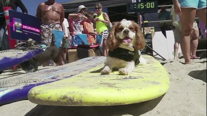 Une compétition de surf... canine !