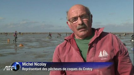 Pêche aux coques en baie de Somme: c'est parti !