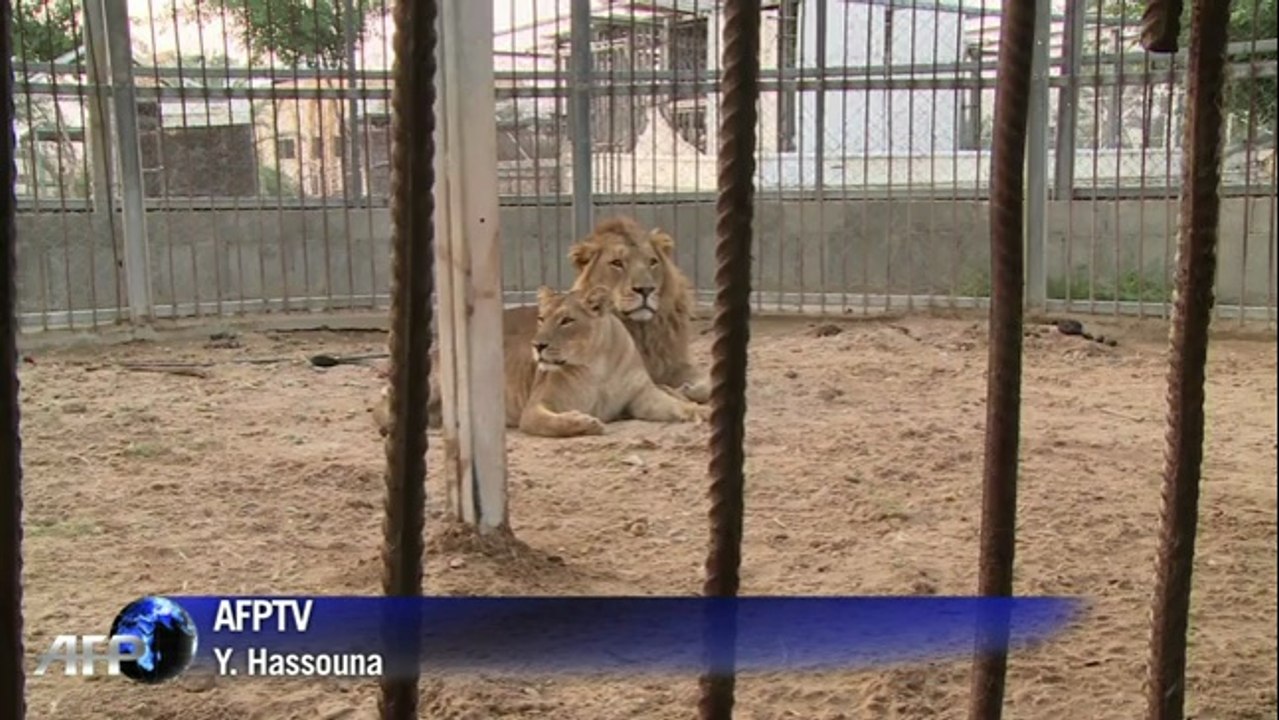 Naissance de deux lionceaux à Gaza