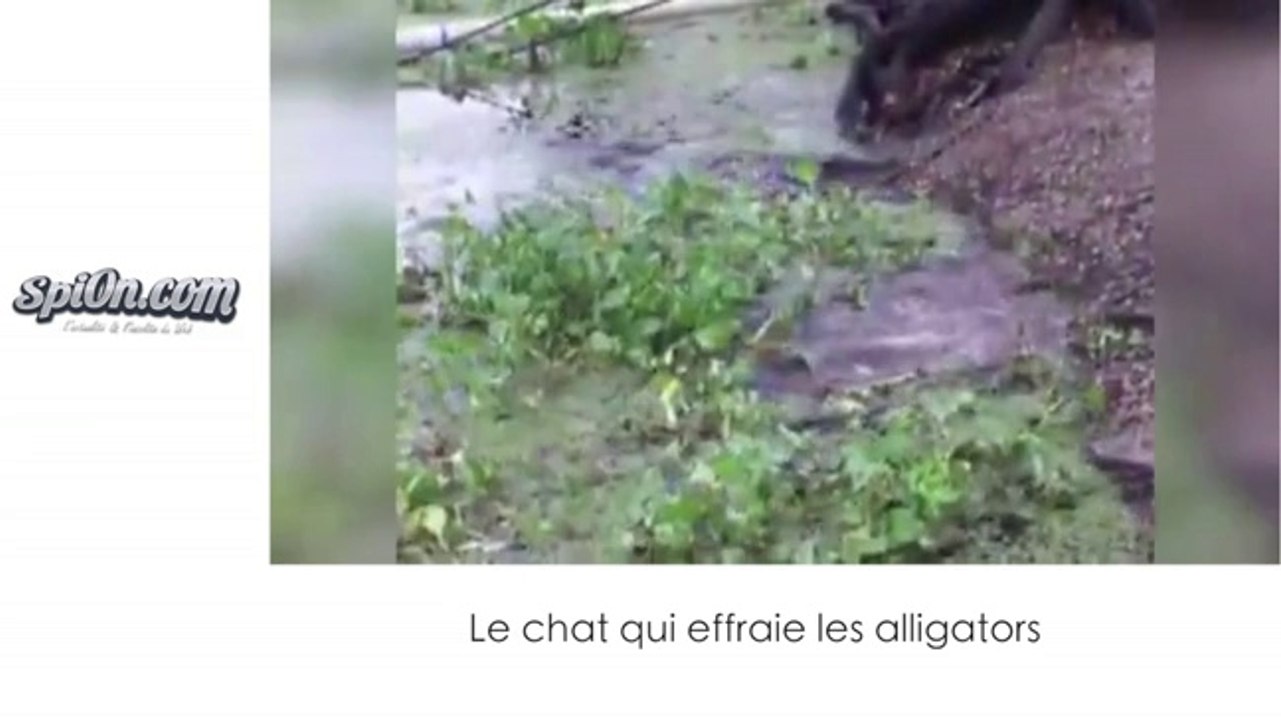 Le zapping insolite de la semaine