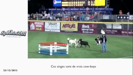 Insolite:l'explosion d'un générateur électrique, un skatteur sauvé par son sac à dos, des singes cows-boys