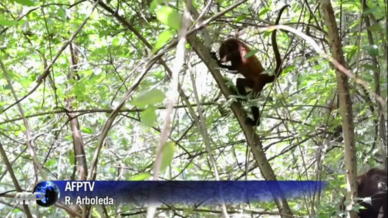 Huit singes hurleurs roux retrouvent la liberté
