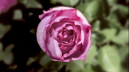 La montre a concept Limelight blooming rose