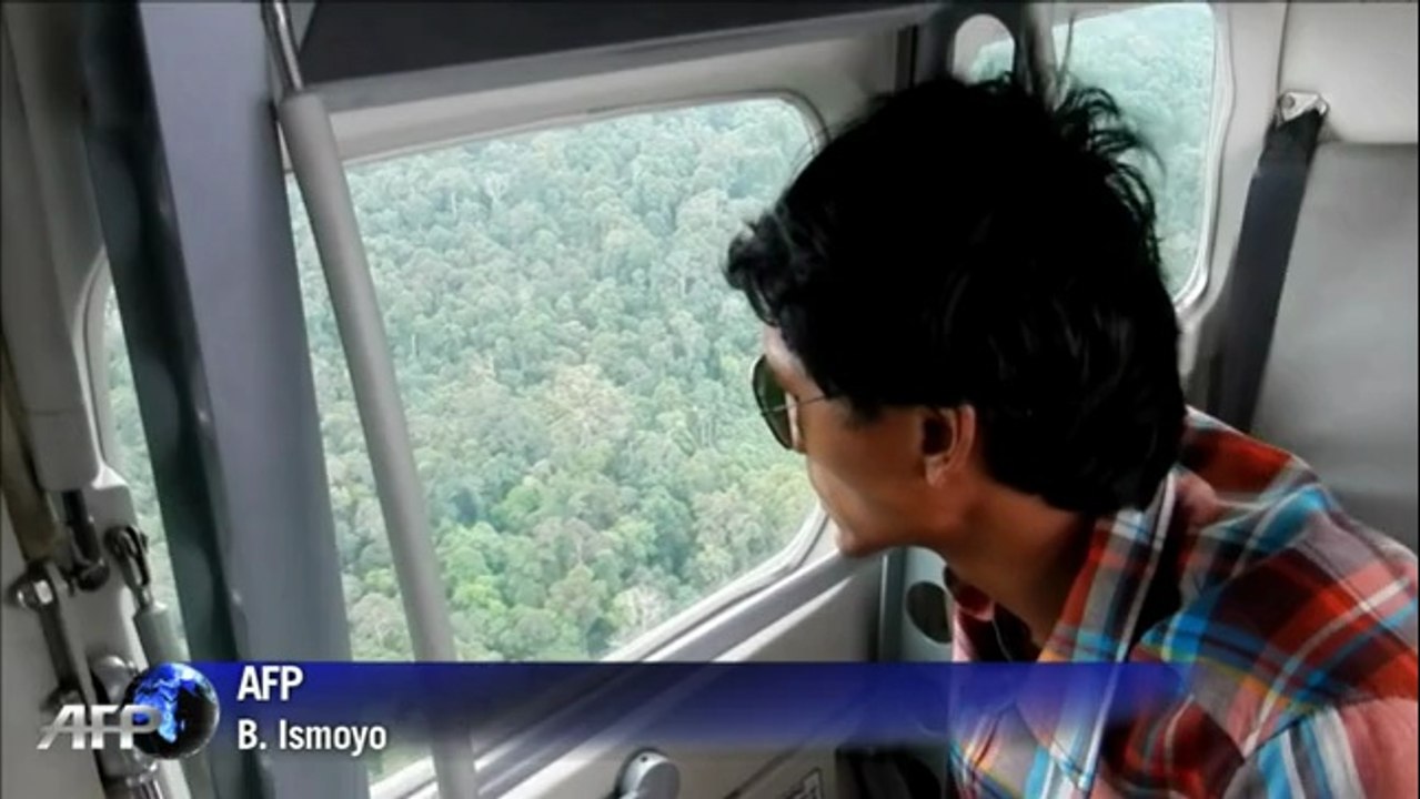 Déforestation en Indonésie:  Greenpeace accuse Procter & Gamble