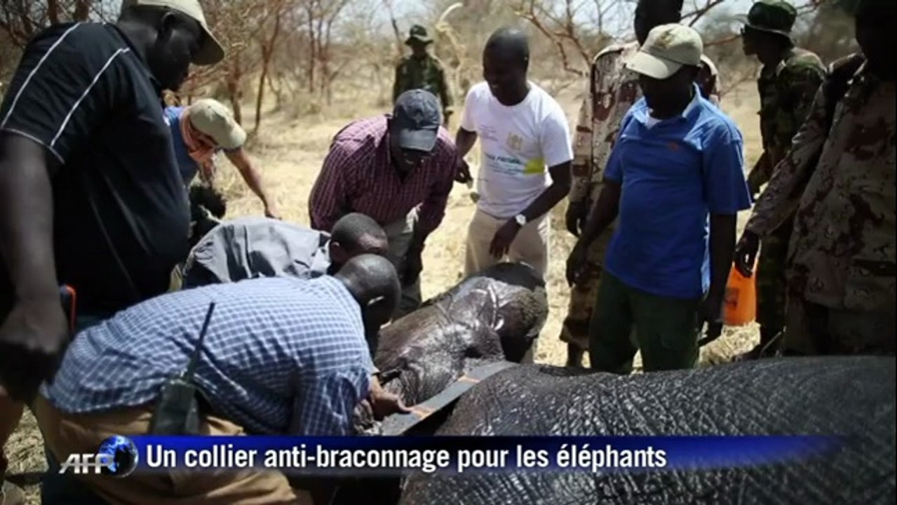 Tchad: des colliers anti-braconnage pour les élephants