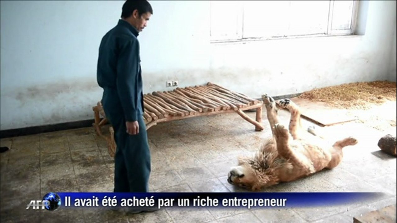 Afghanistan: le zoo de Kaboul a un nouveau pensionnaire
