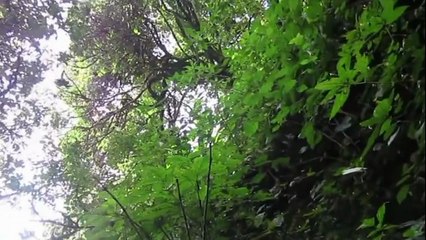 La Birmanie victime de la déforestation