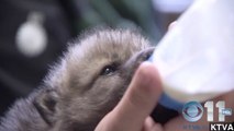 Injured Wolf Pups Rescued From Alaska Forest Fire