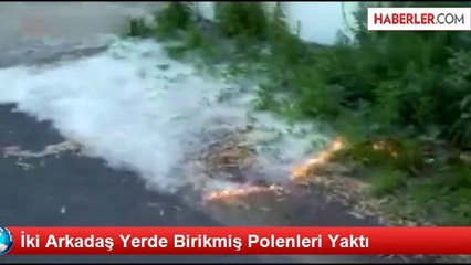 İki Arkadaş Yerde Birikmiş Polenleri Yaktı