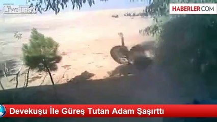 Devekuşu İle Güreş Tutan Adam Şaşırttı