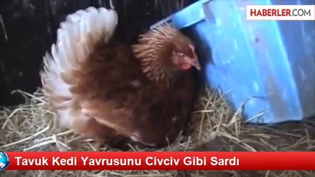 Tavuk Kedi Yavrusunu Civciv Gibi Sardı