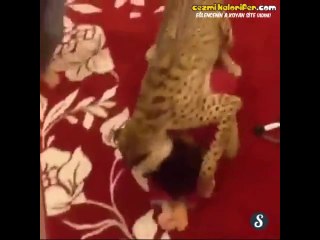 Çita İle Evde Kovalamaca Oynayan Arap Bebe