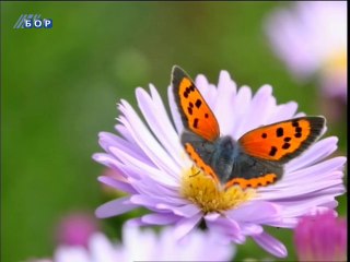 Oko istoka, 30. maj 2014.